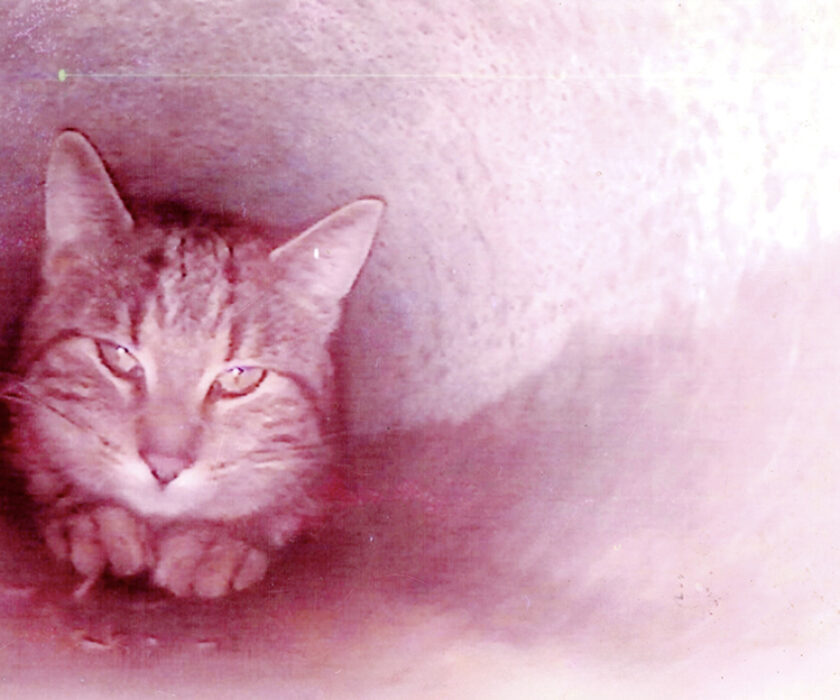 Pechaigner Katze Rohr ret