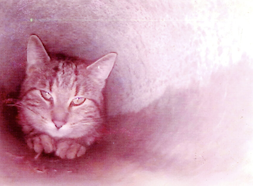 Pechaigner Katze Rohr ret